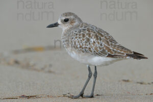 Foto di Pivieressa (Pluvialis squatarola)