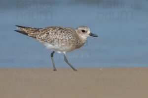 Foto di Pivieressa (Pluvialis squatarola)