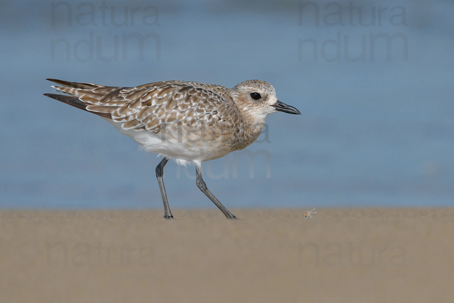 Photos of Grey Plover (Pluvialis squatarola)