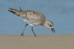 Foto di Pivieressa (Pluvialis squatarola)