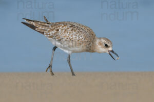 Foto di Pivieressa (Pluvialis squatarola)