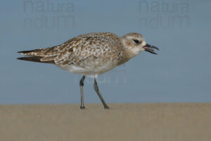 Foto di Pivieressa (Pluvialis squatarola)