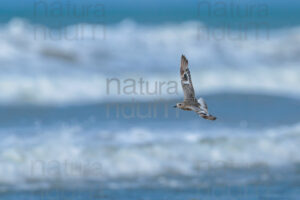 Foto di Pivieressa (Pluvialis squatarola)