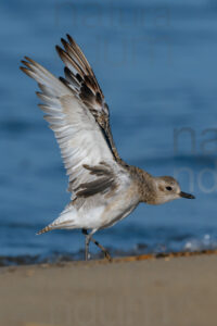 Foto di Pivieressa (Pluvialis squatarola)