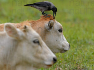 Photos of Hooded Crow (Corvus cornix)