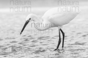 Foto di Garzetta (Egretta garzetta)