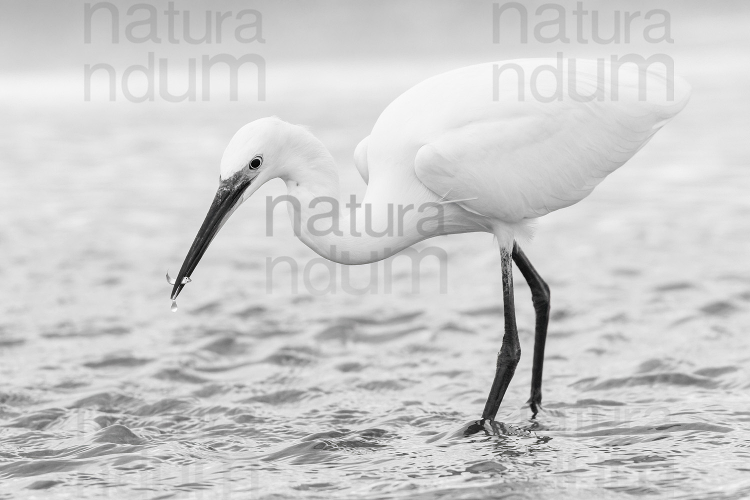 Photos of Little Egret (Egret garzetta)