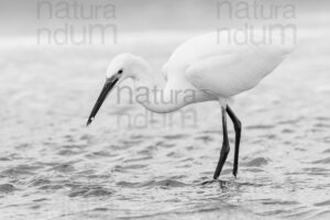 Foto di Garzetta (Egretta garzetta)