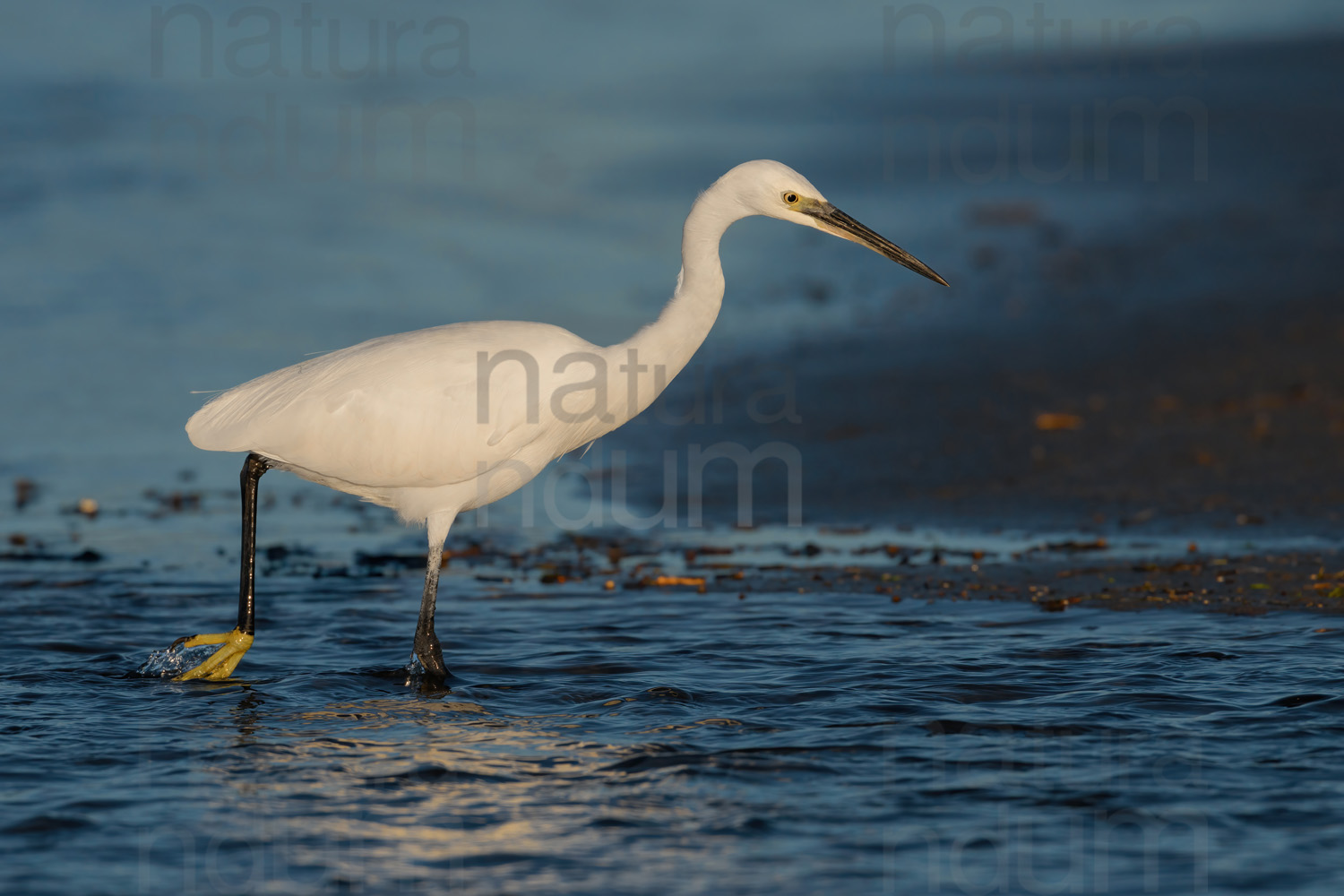 Foto di Garzetta (Egretta garzetta)