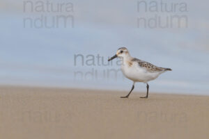 Foto di Piovanello tridattilo (Calidris alba)