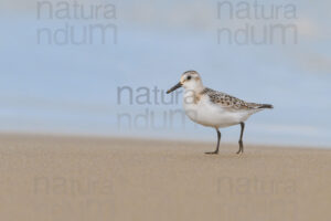 Photos of Sanderling (Calidris alba)