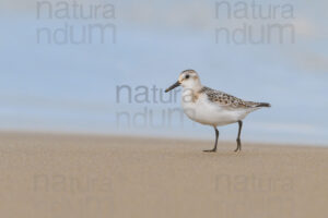 Foto di Piovanello tridattilo (Calidris alba)