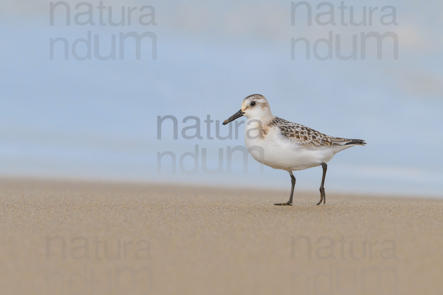 Foto di Piovanello tridattilo (Calidris alba)