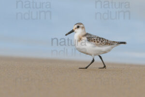 Foto di Piovanello tridattilo (Calidris alba)