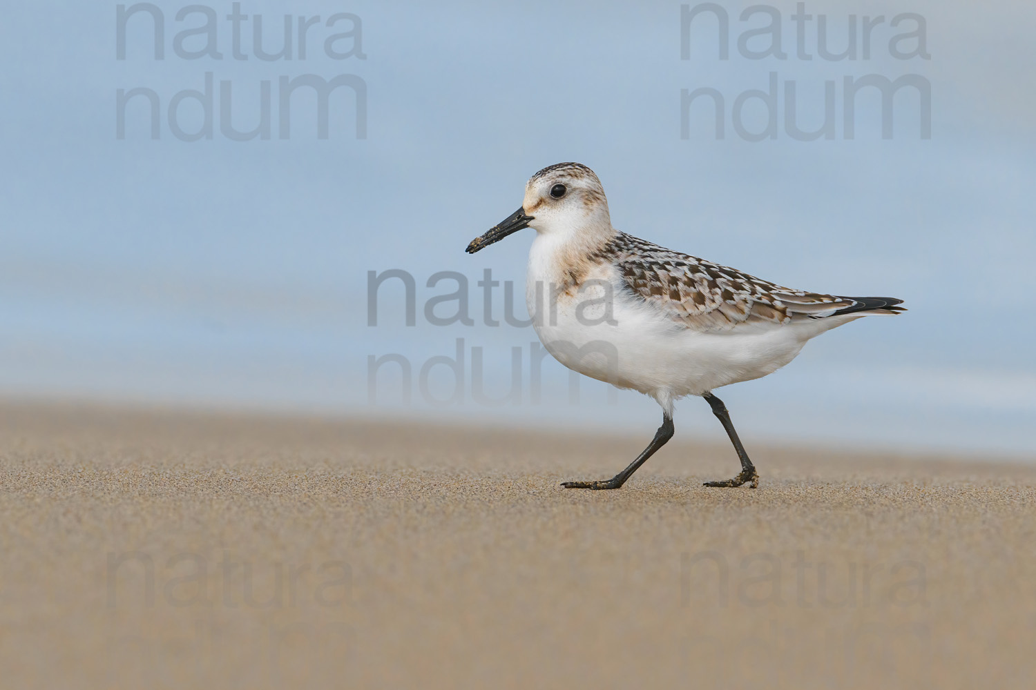 Foto di Piovanello tridattilo (Calidris alba)