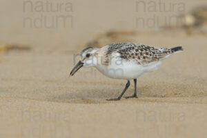 Foto di Piovanello tridattilo (Calidris alba)