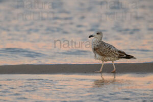 Foto di Gabbiano reale (Larus michahellis)