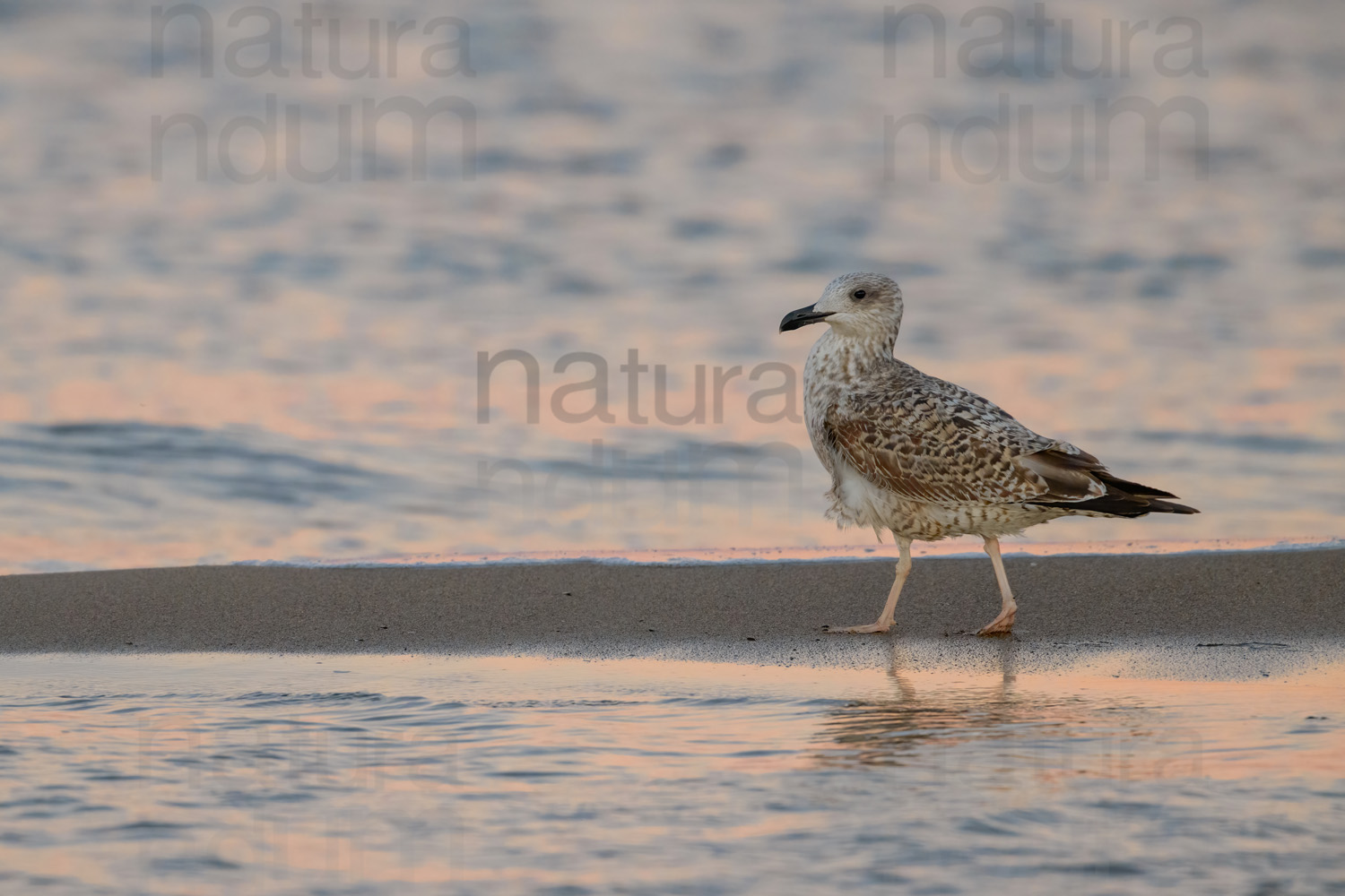 Photos of Yellow-legged Gull (Larus michahellis)