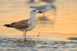 Foto di Gabbiano reale (Larus michahellis)