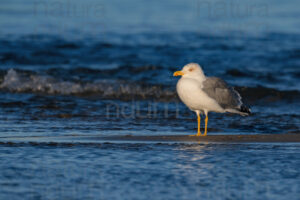 Foto di Gabbiano reale (Larus michahellis)