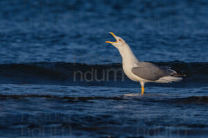 Foto di Gabbiano reale (Larus michahellis)