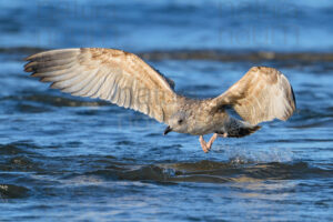 Foto di Gabbiano reale (Larus michahellis)