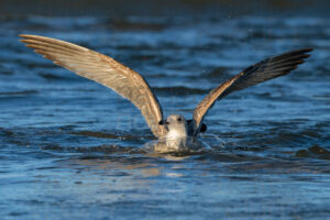 Photos of Yellow-legged Gull (Larus michahellis)