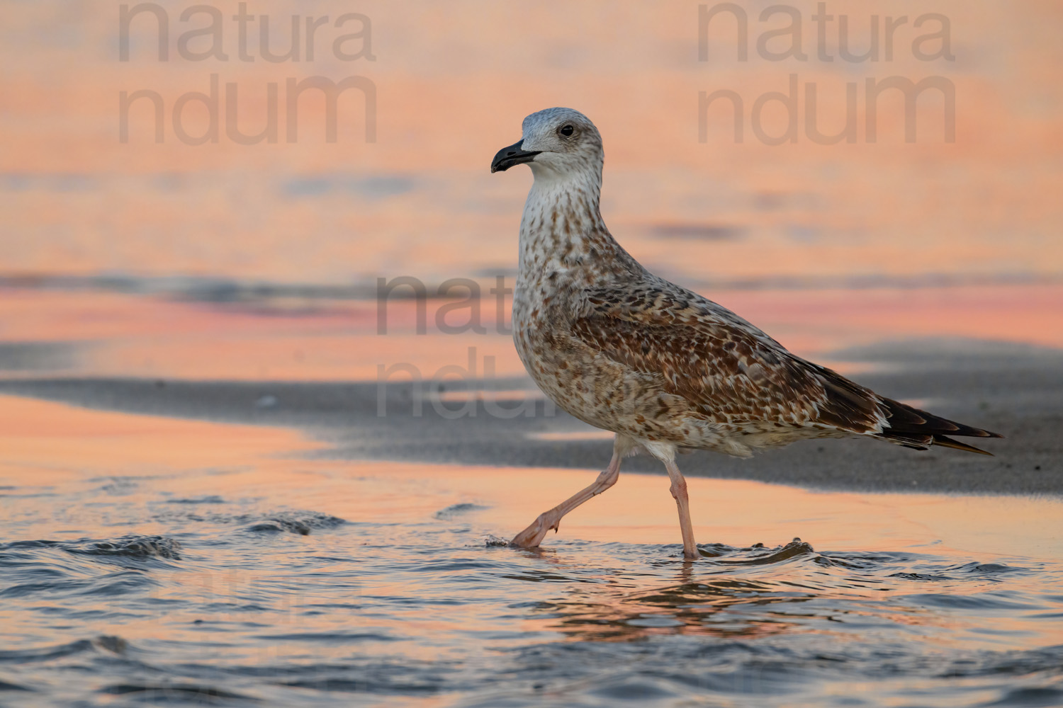 Foto di Gabbiano reale (Larus michahellis)