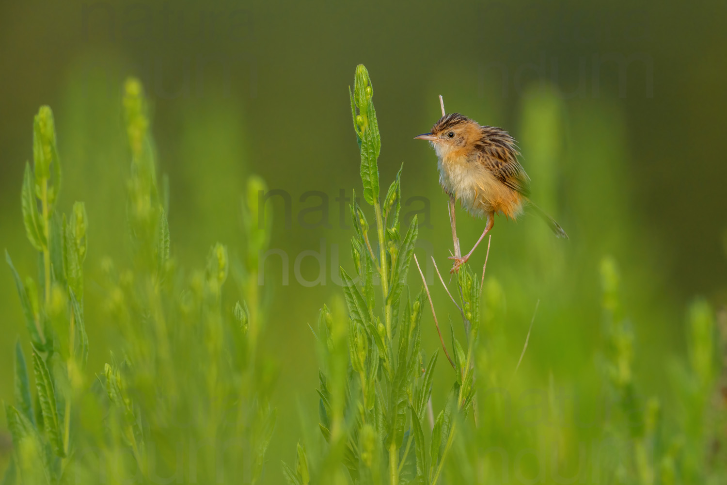 Foto di Beccamoschino (Cisticola juncidis)