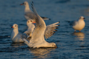 Foto di Gabbiano comune (Chroicocephalus ridibundus)