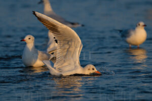 Photos of Black-Headed Gull (Chroicocephalus ridibundus)