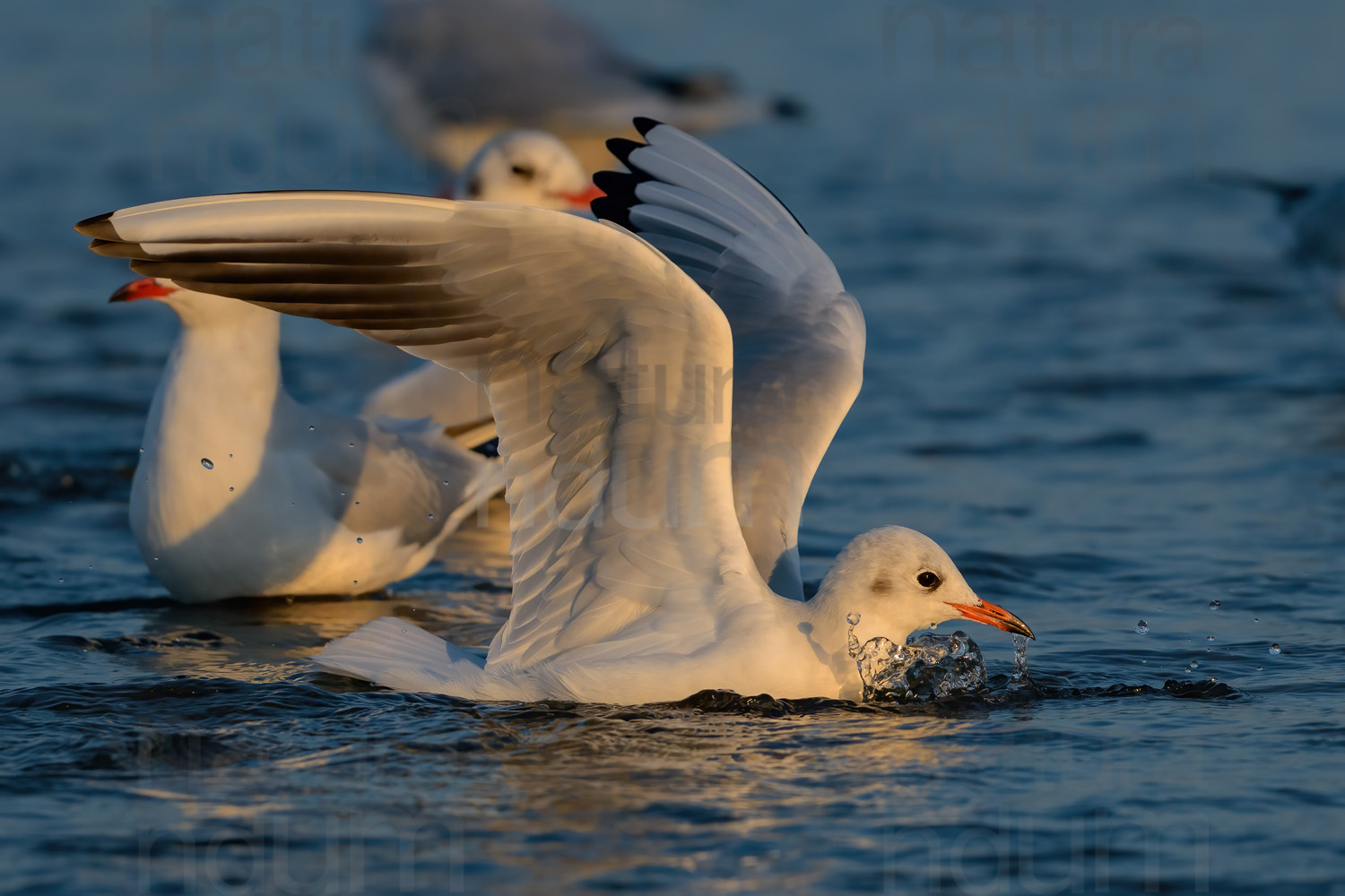 Foto di Gabbiano comune (Chroicocephalus ridibundus)