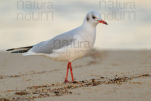 Foto di Gabbiano comune (Chroicocephalus ridibundus)