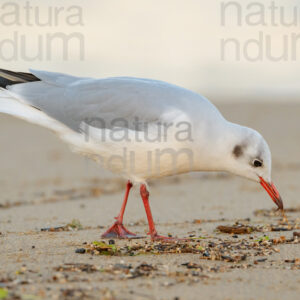 Photos of Black-Headed Gull (Chroicocephalus ridibundus)