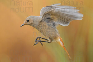 Photos of Black Redstart (Phoenicurus ochruros)