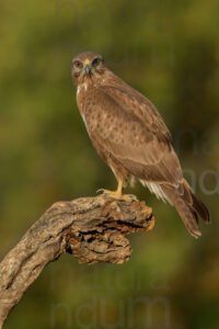 Foto di Poiana (Buteo buteo)