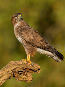 Foto di Poiana (Buteo buteo)