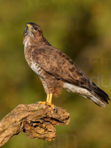 Foto di Poiana (Buteo buteo)