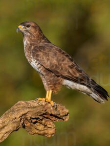 Foto di Poiana (Buteo buteo)