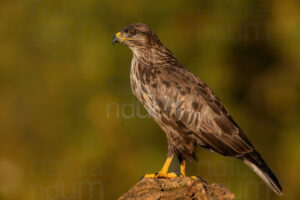 Photos of Common Buzzard (Buteo buteo)