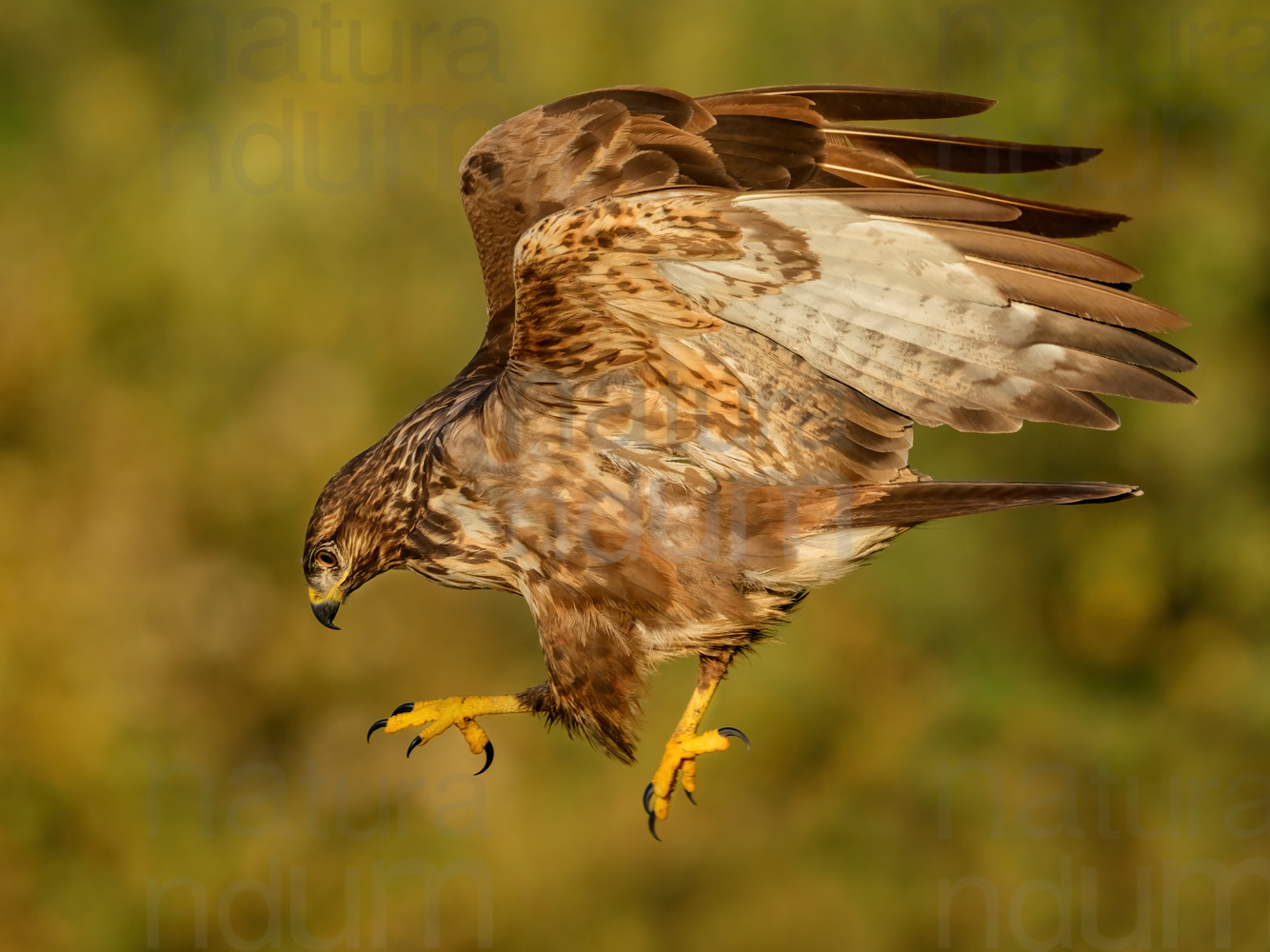 Foto di Poiana (Buteo buteo)