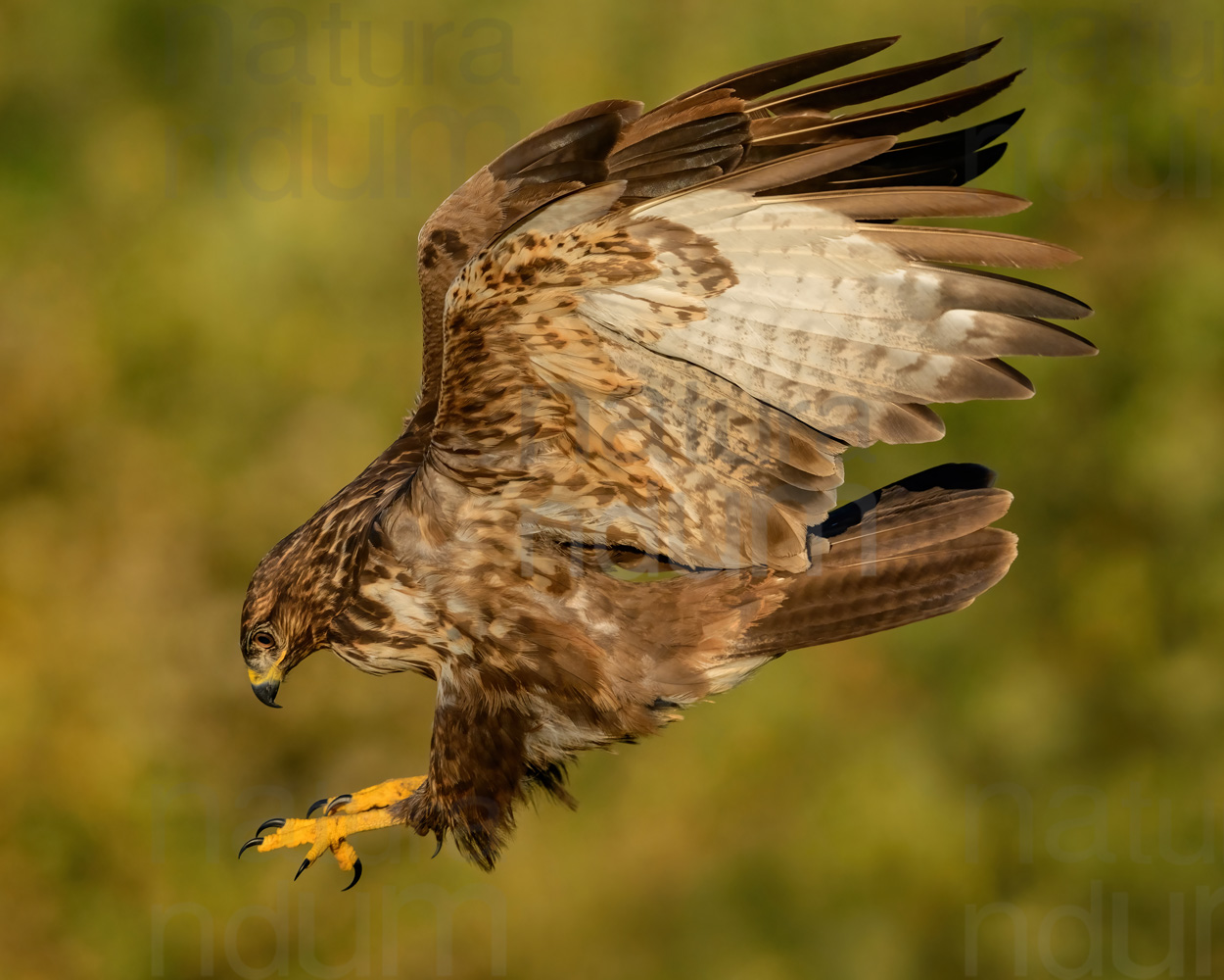 Photos of Common Buzzard (Buteo buteo)