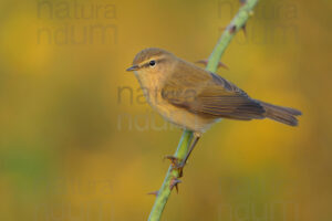 Foto di Luì piccolo (Phylloscopus collibita)