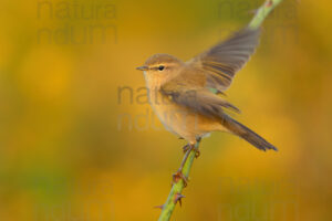 Foto di Luì piccolo (Phylloscopus collybita)