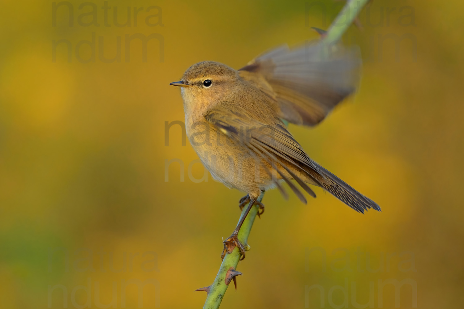 Foto di Luì piccolo (Phylloscopus collibita)