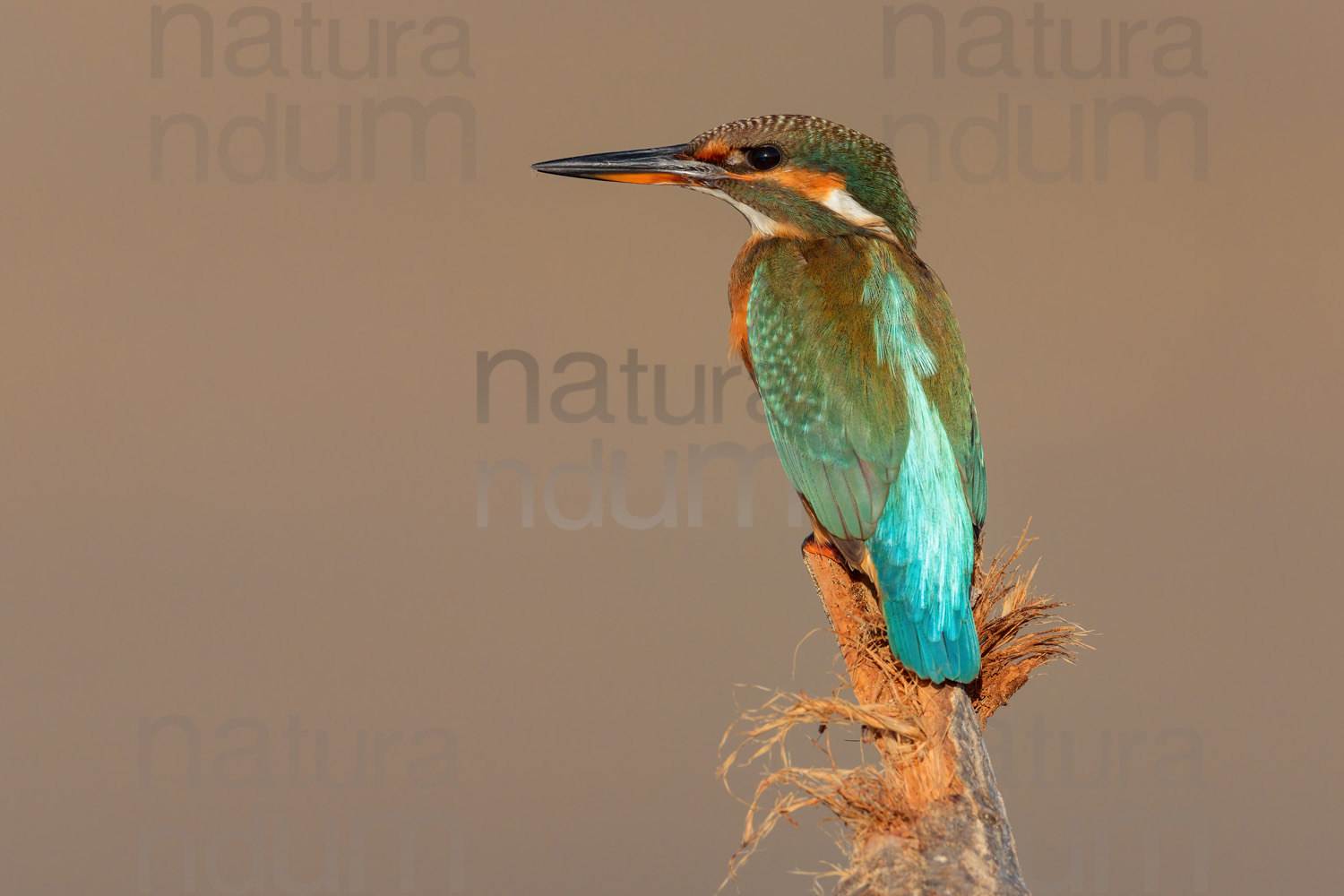 Foto di Martin pescatore (Alcedo atthis)