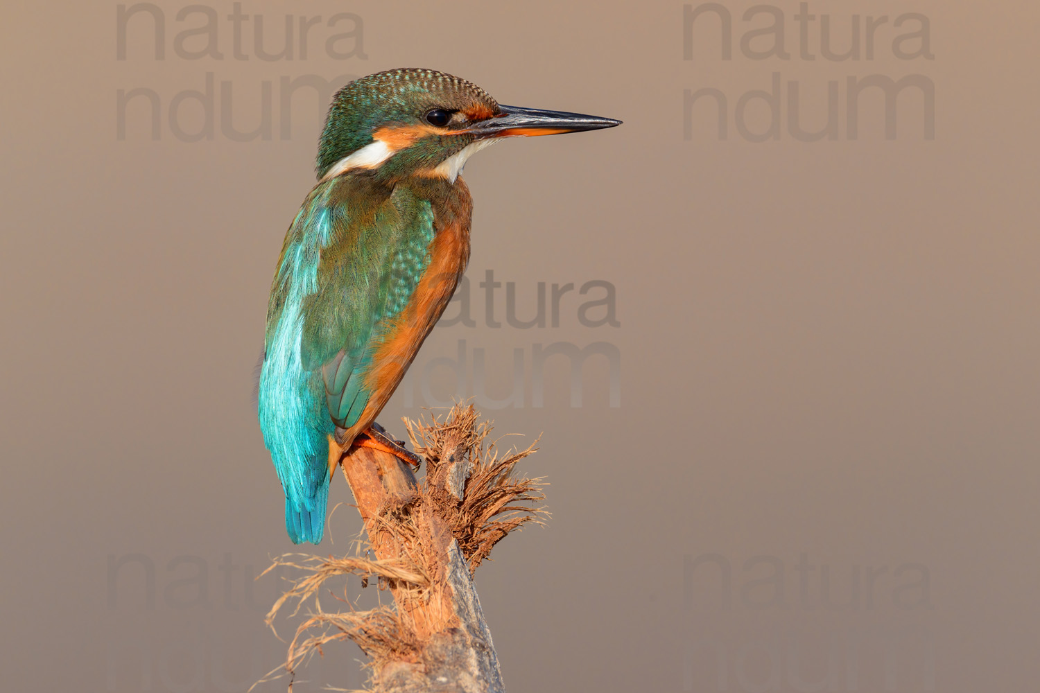 Foto di Martin pescatore (Alcedo atthis)