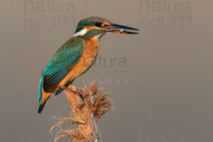 Foto di Martin pescatore (Alcedo atthis)