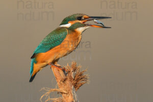 Foto di Martin pescatore (Alcedo atthis)