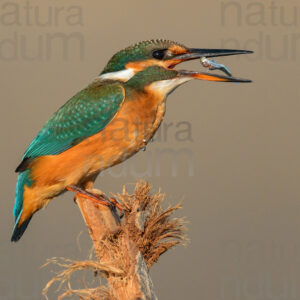 Photos of Common Kingfisher (Alcedo atthis)